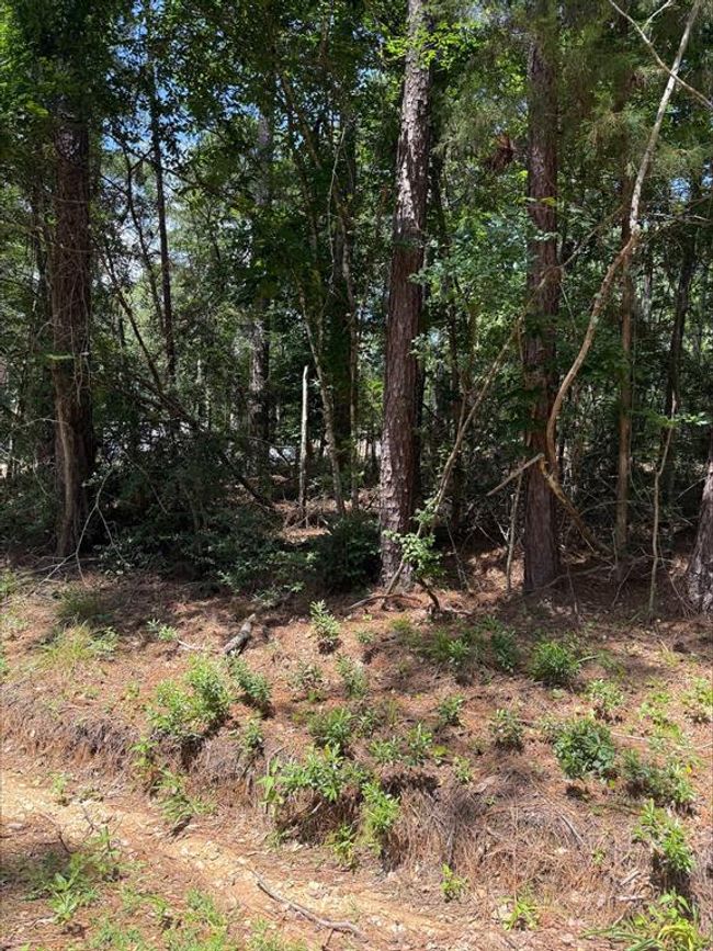 0 Non Such Rd, Home with 0 bedrooms, 0 bathrooms and null parking in Livingston TX | Image 6