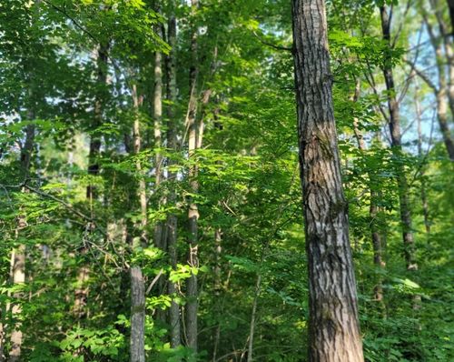 ON Daisy Ln, OJIBWA, WI, 54862 | Card Image