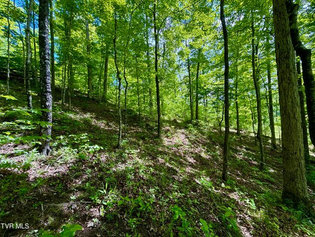 47 Tbd Enoch Rd, Home with 0 bedrooms, 0 bathrooms and null parking in Eidson TN | Image 18