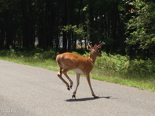 A264 Stony Mountain Road, Jim Thorpe, PA, 18229 | Card Image