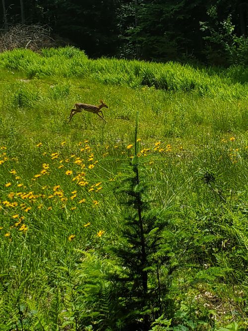 000 West Farms Road, Canaan, NH, 03741 | Card Image