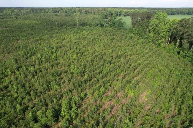 20 Highway 260, Home with 0 bedrooms, 0 bathrooms and null parking in Manning SC | Image 6