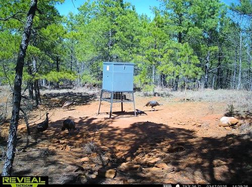 TBD Radio Rd, Lone Star, TX, 75668 | Card Image