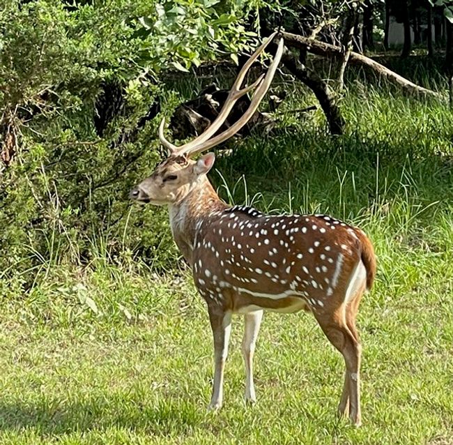 Wildlife | Image 38