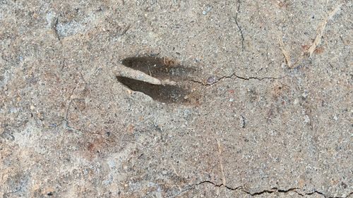 0 Cypress Creek Drive, Louisburg, NC, 27549 | Card Image