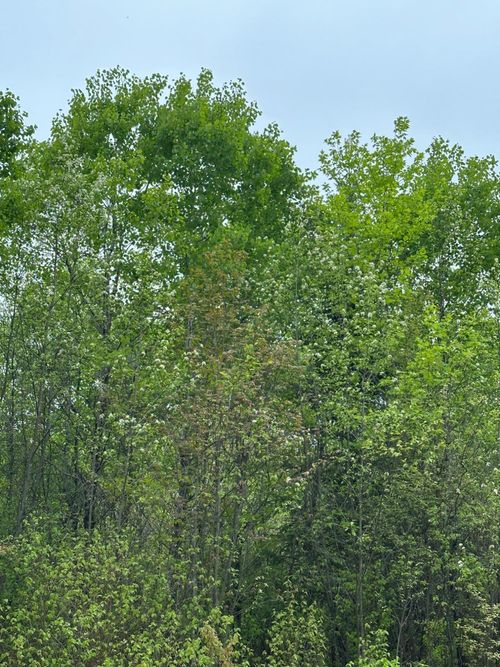 lot-9-ON Kelly Dam Rd, Tomahawk, WI, 54487 | Card Image