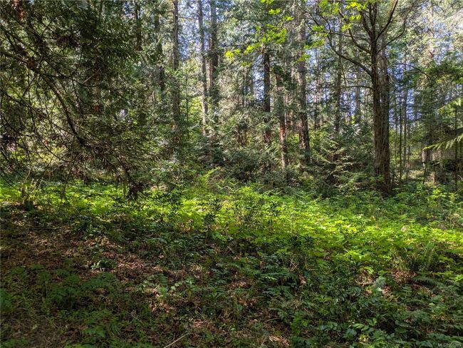 Cleared area, ferns and wildflowers | Image 4