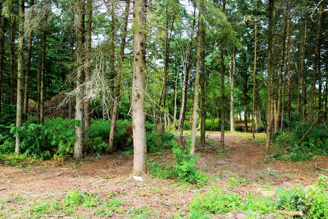 17163 Spruce Cove Trl, Home with 0 bedrooms, 0 bathrooms and null parking in Gowen MI | Image 19