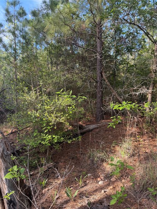 Lot 1384 Pahihi Drive, Bastrop, TX, 78602 | Card Image