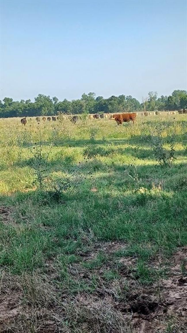 1479 Holman Rd, Home with 0 bedrooms, 0 bathrooms and null parking in Burkburnett TX | Image 18