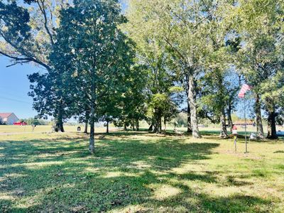 Beautiful trees in yard | Image 2