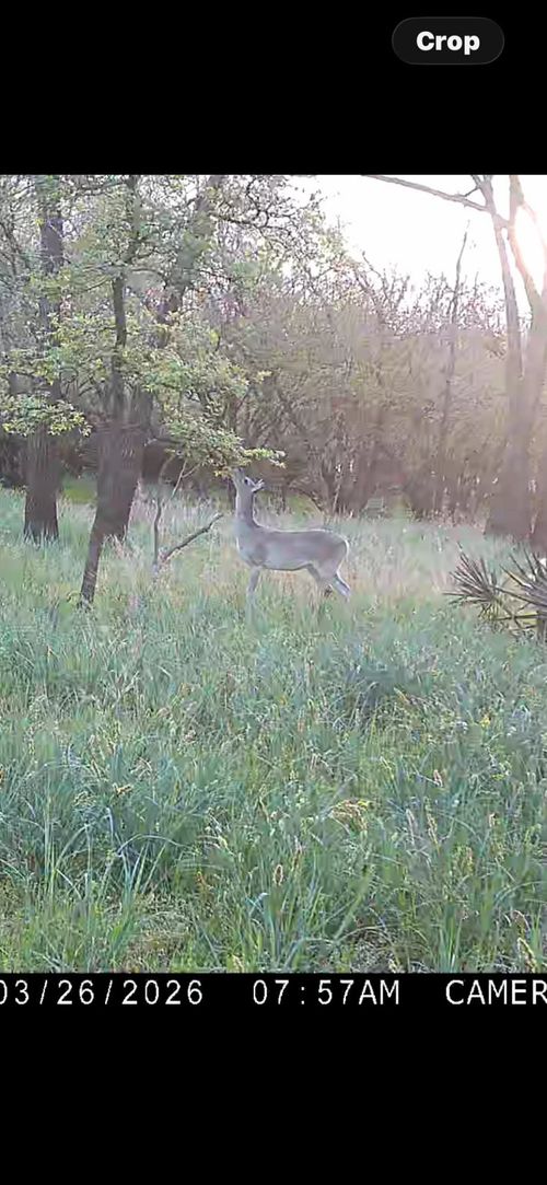 none C.R. 386, Marquez, TX, 77865 | Card Image