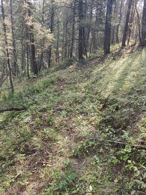 NKN Gonq Road/Contract Mill Road, Philipsburg, MT, 59858 | Card Image