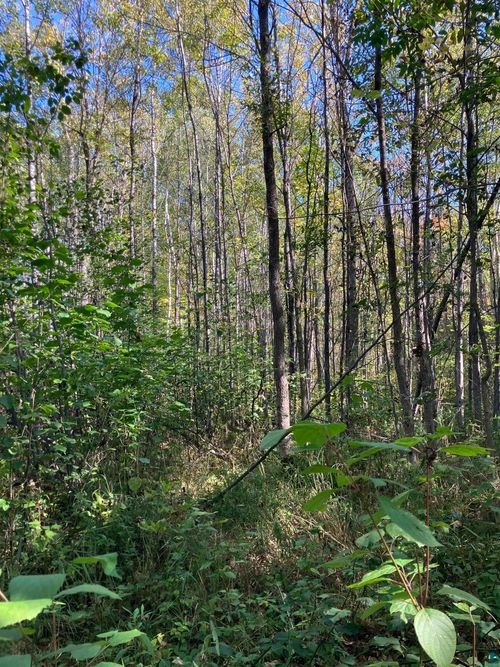 00002 Pine Flats Rd, Saxon, WI, 54546 | Card Image