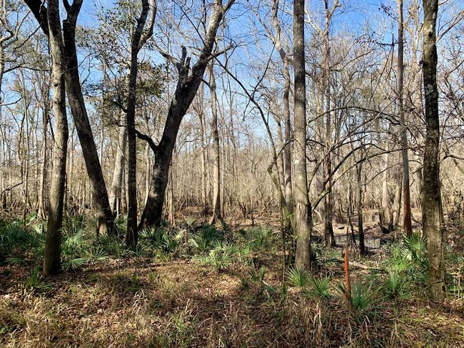 Lots of natural vegetation | Image 5