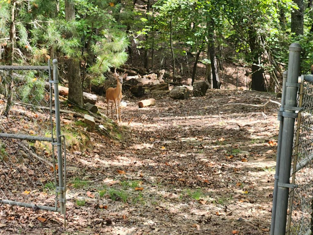Land in Ellijay