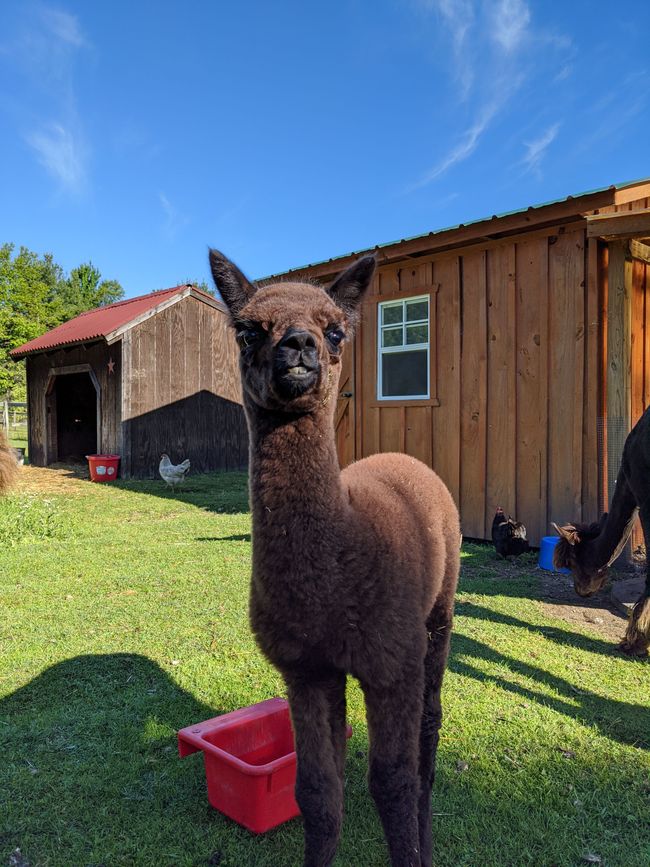 Imagine alpacas. | Image 46