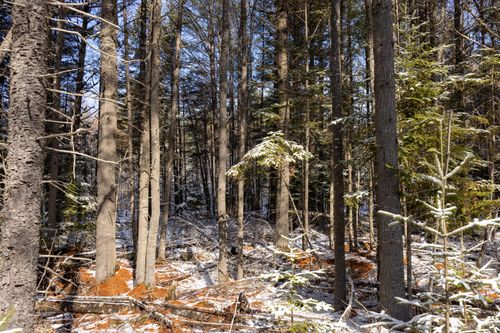 M11L3 Stud Mill Road, Milford, ME, 04461 | Card Image