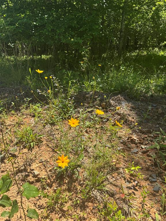 Land in Watson 4