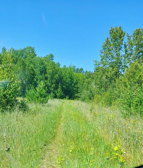 11172 County Road 25, Mizpah, MN, 56660-9540 | Card Image