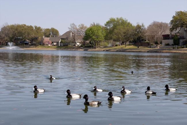 Ducks, turtles, fish, blue herons, and more.. | Image 7