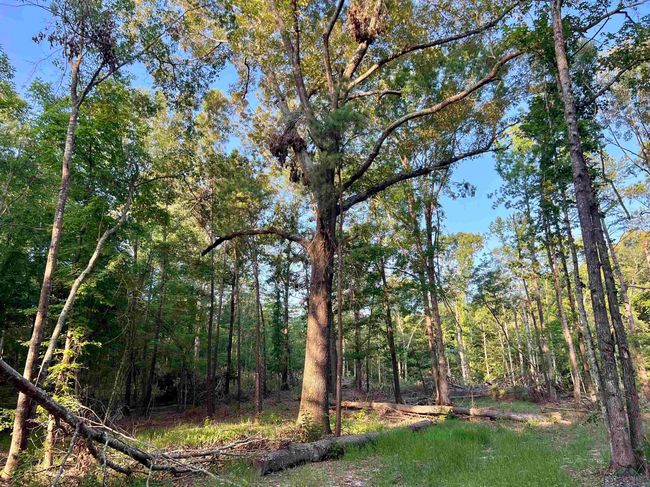 2735 Brandy Rd, Home with 0 bedrooms, 0 bathrooms and null parking in New Diana TX | Image 7