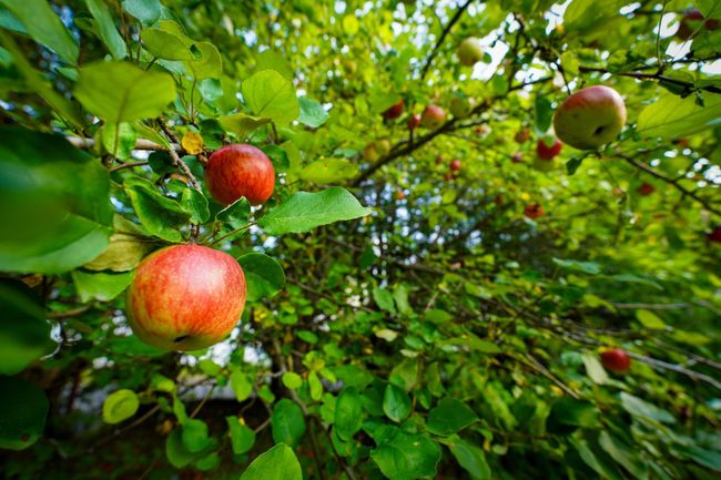 Fruit Trees | Image 48