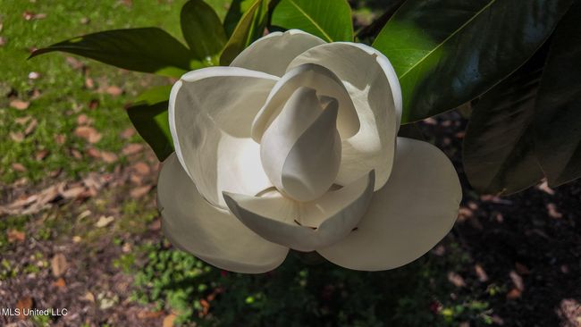 Magnolia Tree | Image 69