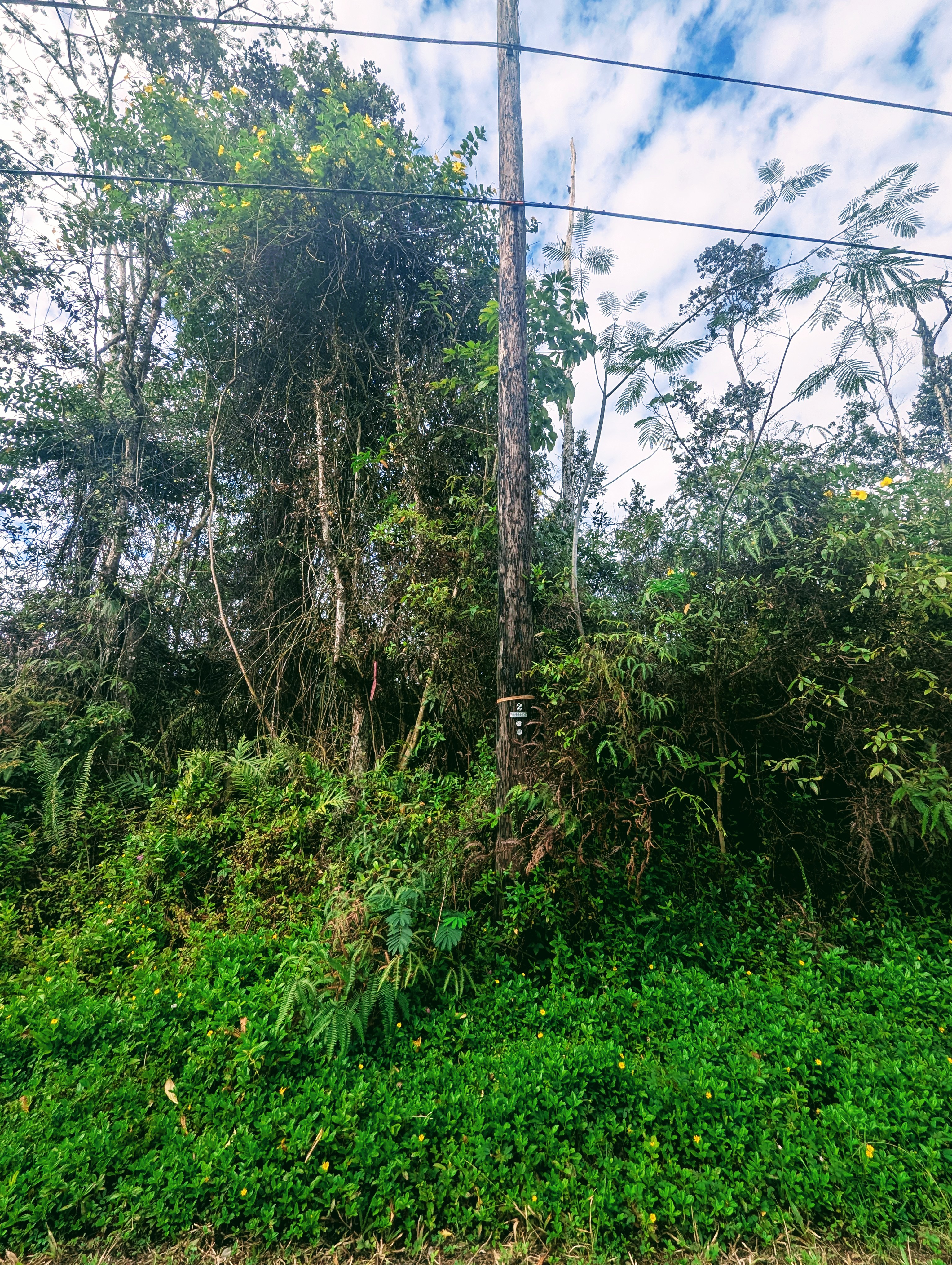 Land in Pahoa 4