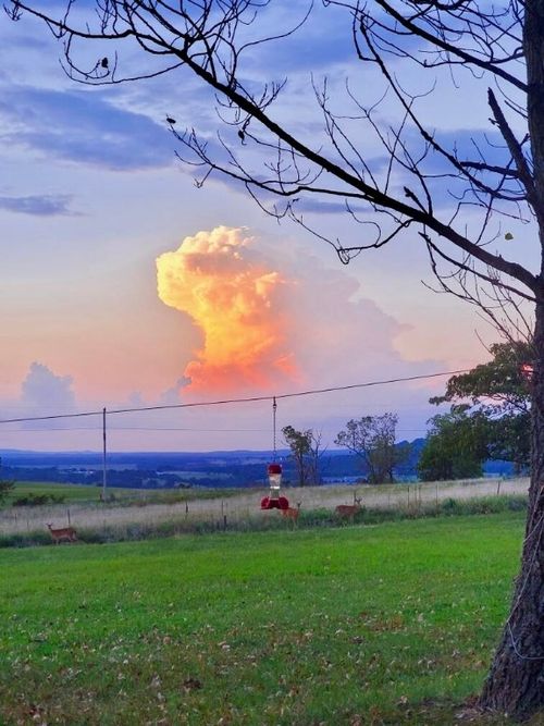 1335 Madison 7215, Hindsville, AR, 72738-9486 | Card Image