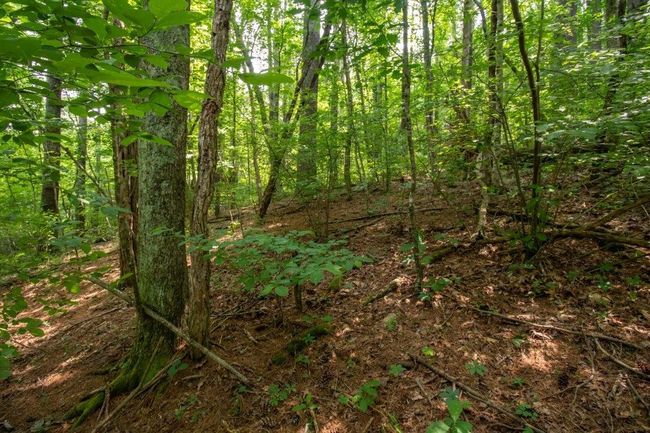 Lot 28 Manor House Dr, Home with 0 bedrooms, 0 bathrooms and null parking in Laurel Fork VA | Image 9