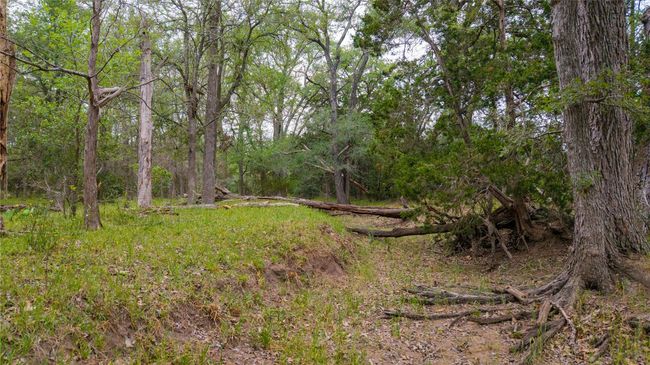 View of wooded area | Image 18