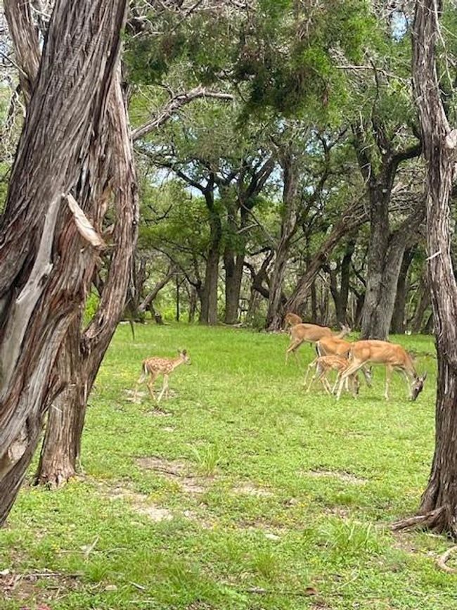 The wildlife are abundant throughout the neighborhood | Image 18