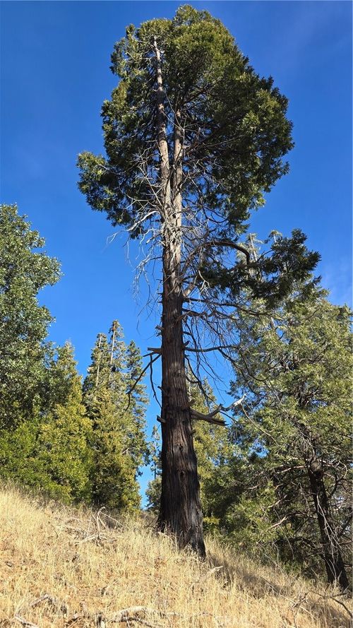 0 None, Cedarpines Park, CA, 92322 | Card Image