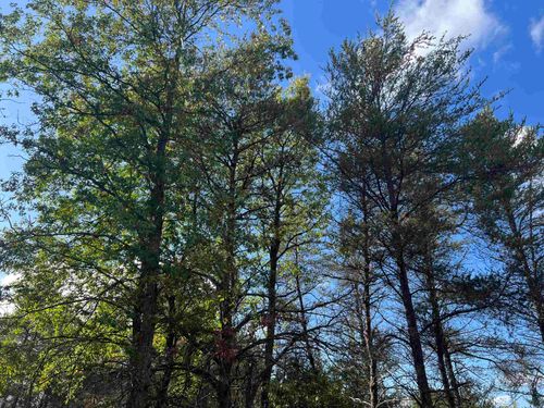 Lot 45 Wobbler, South Branch Township, MI, 48653 | Card Image