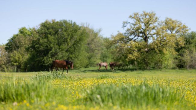 1346 Prairie Grove Rd, Home with 0 bedrooms, 0 bathrooms and null parking in Valley View TX | Image 21