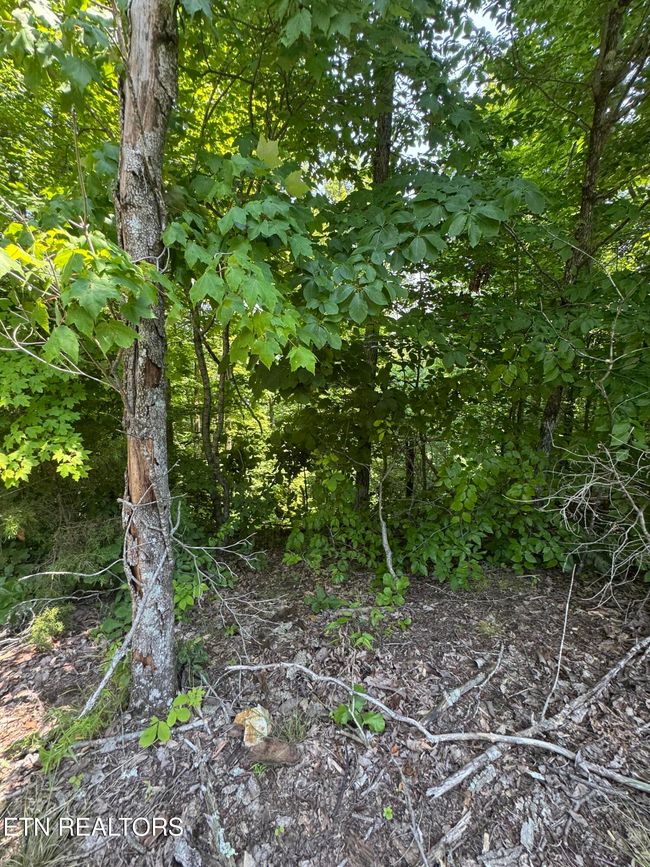 44 Ridgeland Dr, Home with 0 bedrooms, 0 bathrooms and null parking in Sharps Chapel TN | Image 7