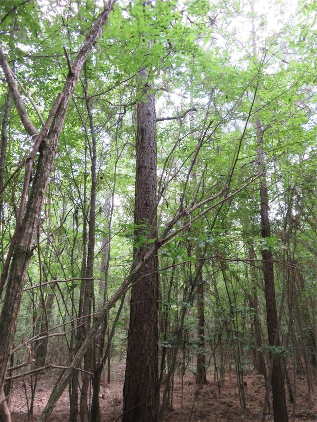 00 Highway 371, Home with 0 bedrooms, 0 bathrooms and null parking in Rosston AR | Image 10