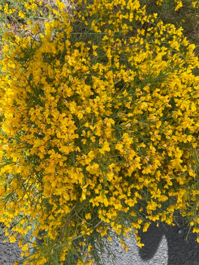 4-Flowers | Image 4