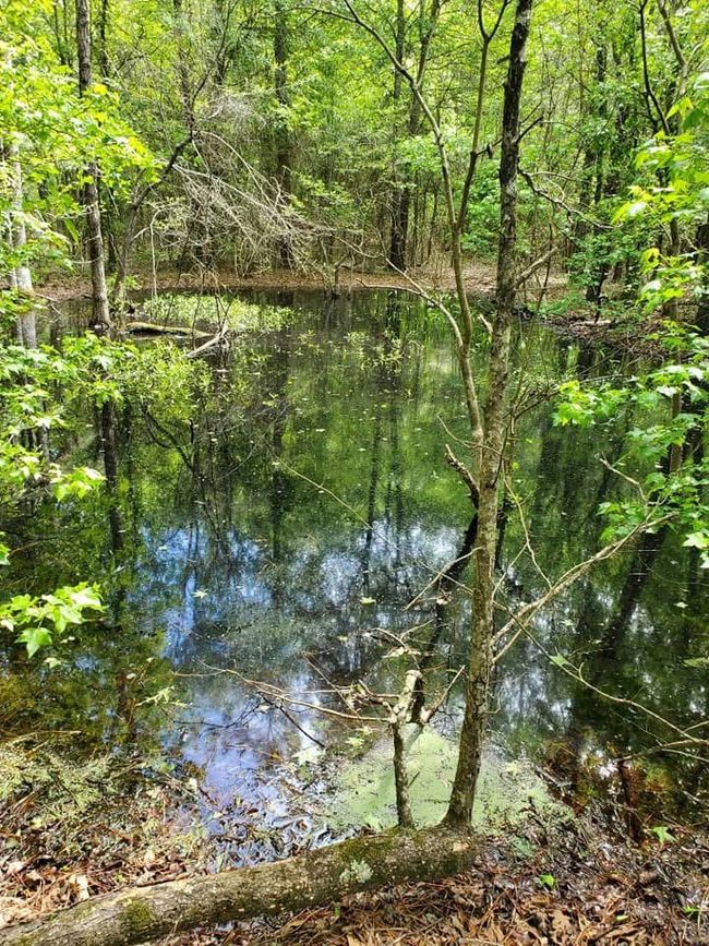 View of nature with a water view and a wooded view | Image 7