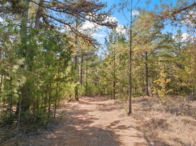 View of local wilderness | Image 34