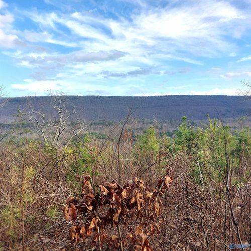 40.21 Acres County Road 239, Valley Head, AL, 35989 | Card Image