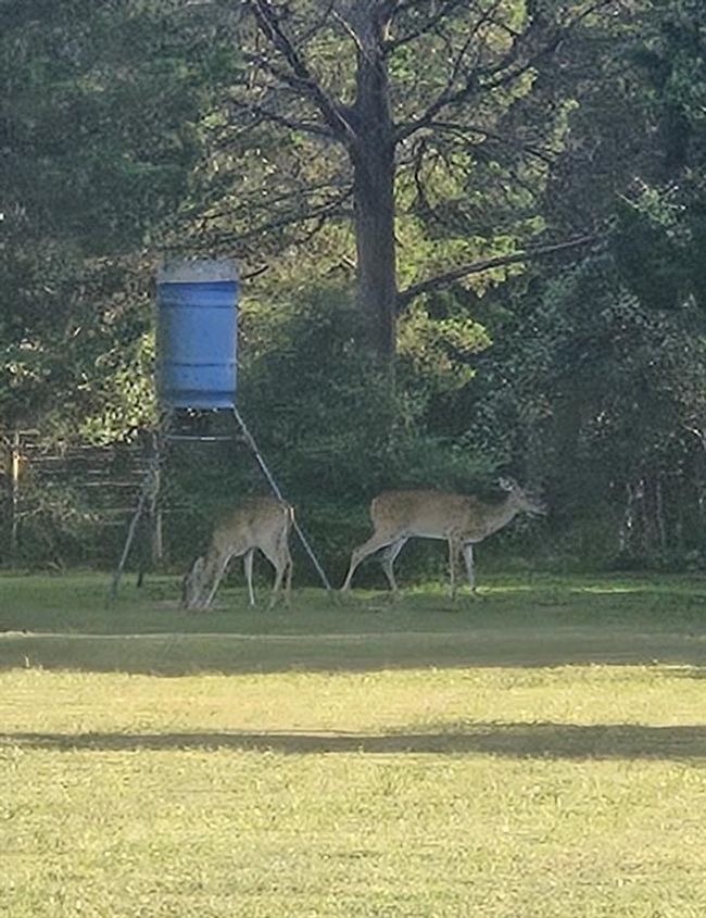 The property is serene with wooded area highlighting a peaceful, nature-rich setting ideal for wildlife enthusiasts. | Image 45