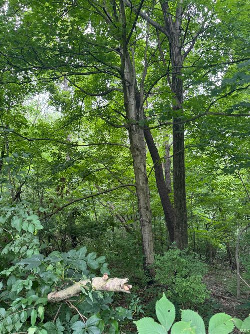 tbd Walnut St, Williamsport, IN, 47993 | Card Image