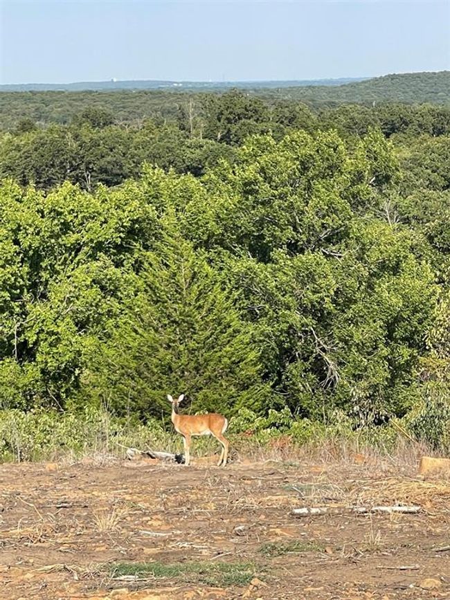 Lots of wildlife, Property surrounded by large lots so no development coming! | Image 15
