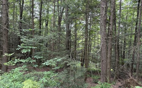 0 (Lot 17) Pixley Hill Rd, Housatonic, MA, 01236 | Card Image