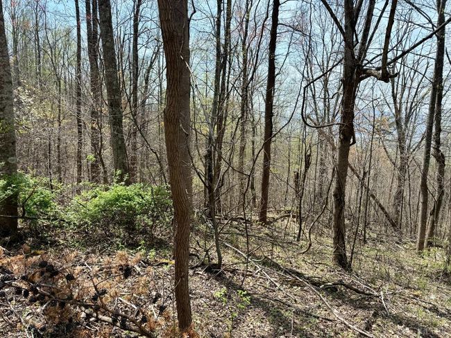 0 Murray Hollow Rd, Home with 0 bedrooms, 0 bathrooms and null parking in Thaxton VA | Image 8