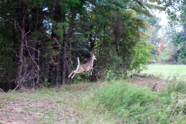 Wildlife | Image 8