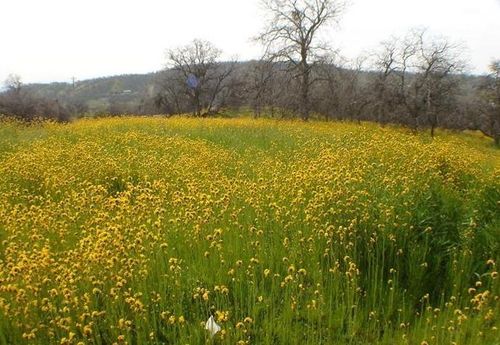 0 Fawn Ln, Squaw Valley, CA, 93675 | Card Image