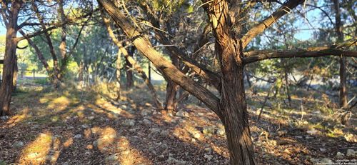 203 Palm, Spring Branch, TX, 78070-5379 | Card Image